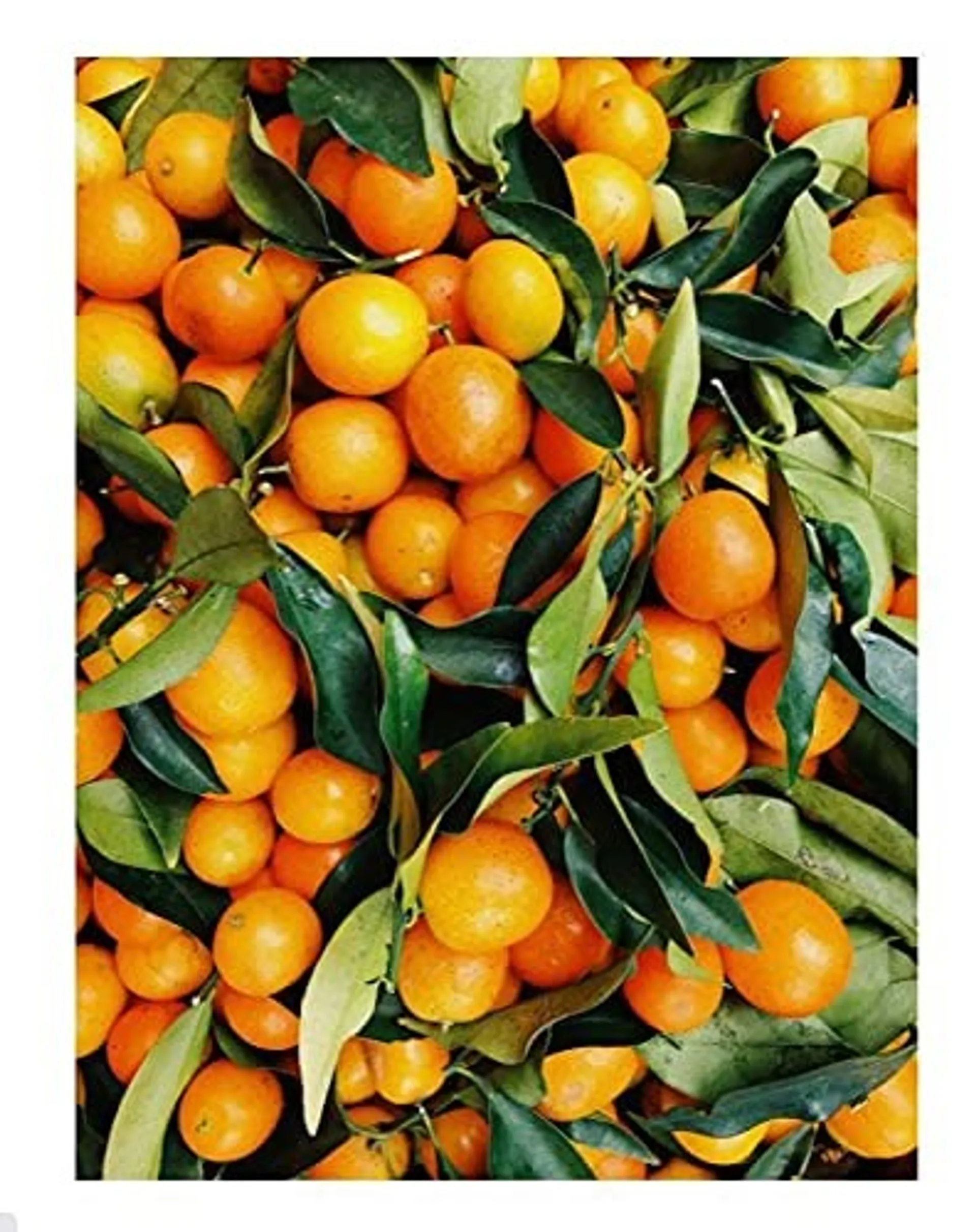 Orangensaftkonzentrat
