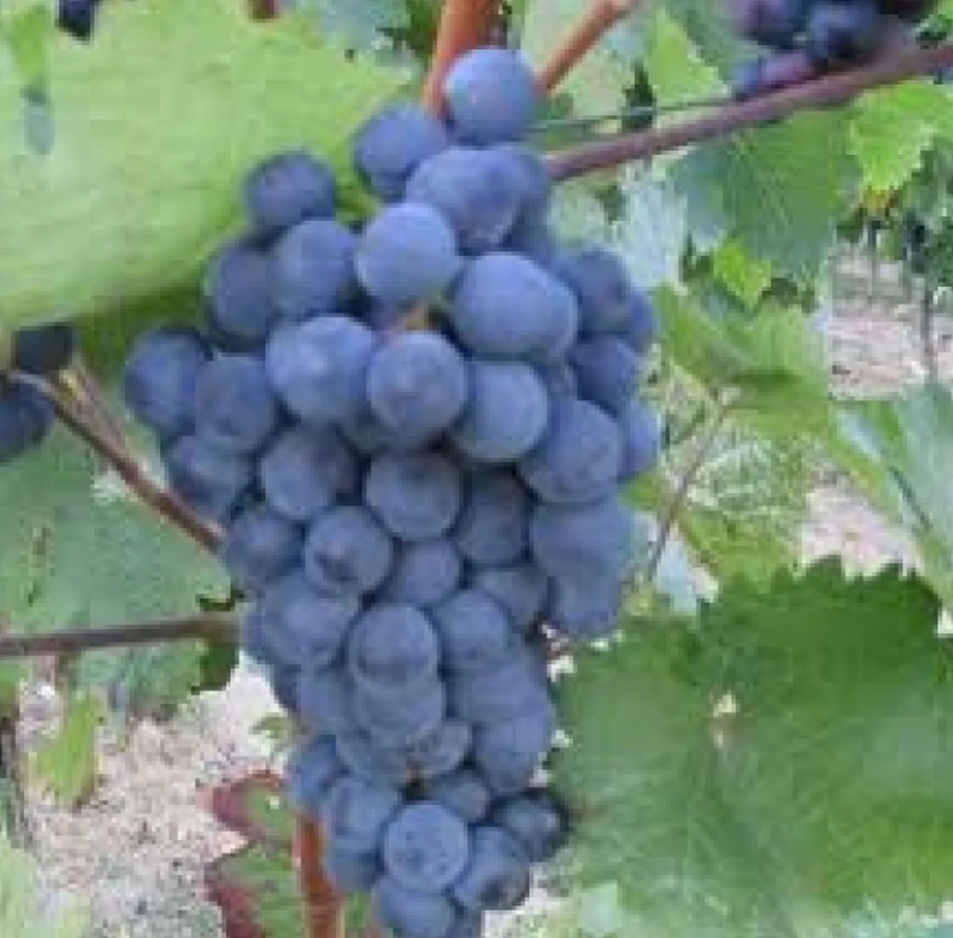 Traubenkonzentrat (Rote)